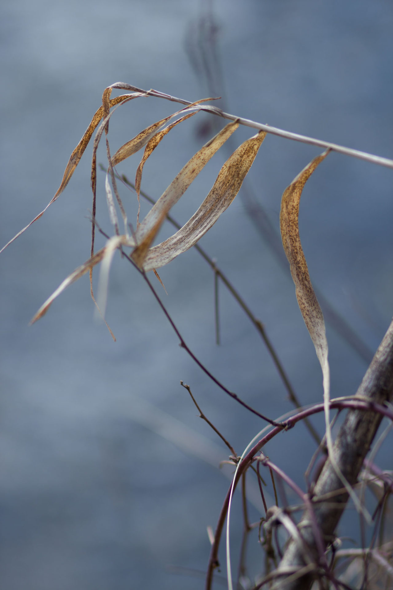 Fotografin - Daniela Hürlimann - Flatternde schmale Blätter