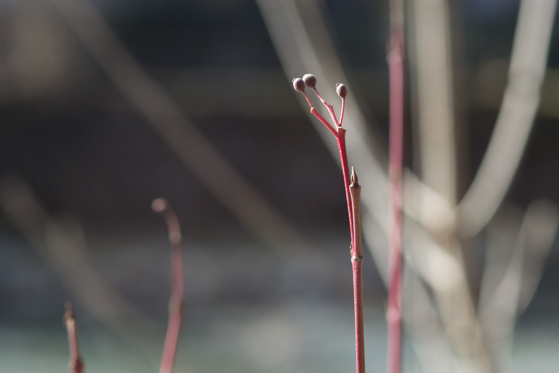 Fotografin - Daniela Hürlimann - Rote Äste mit Bömmel