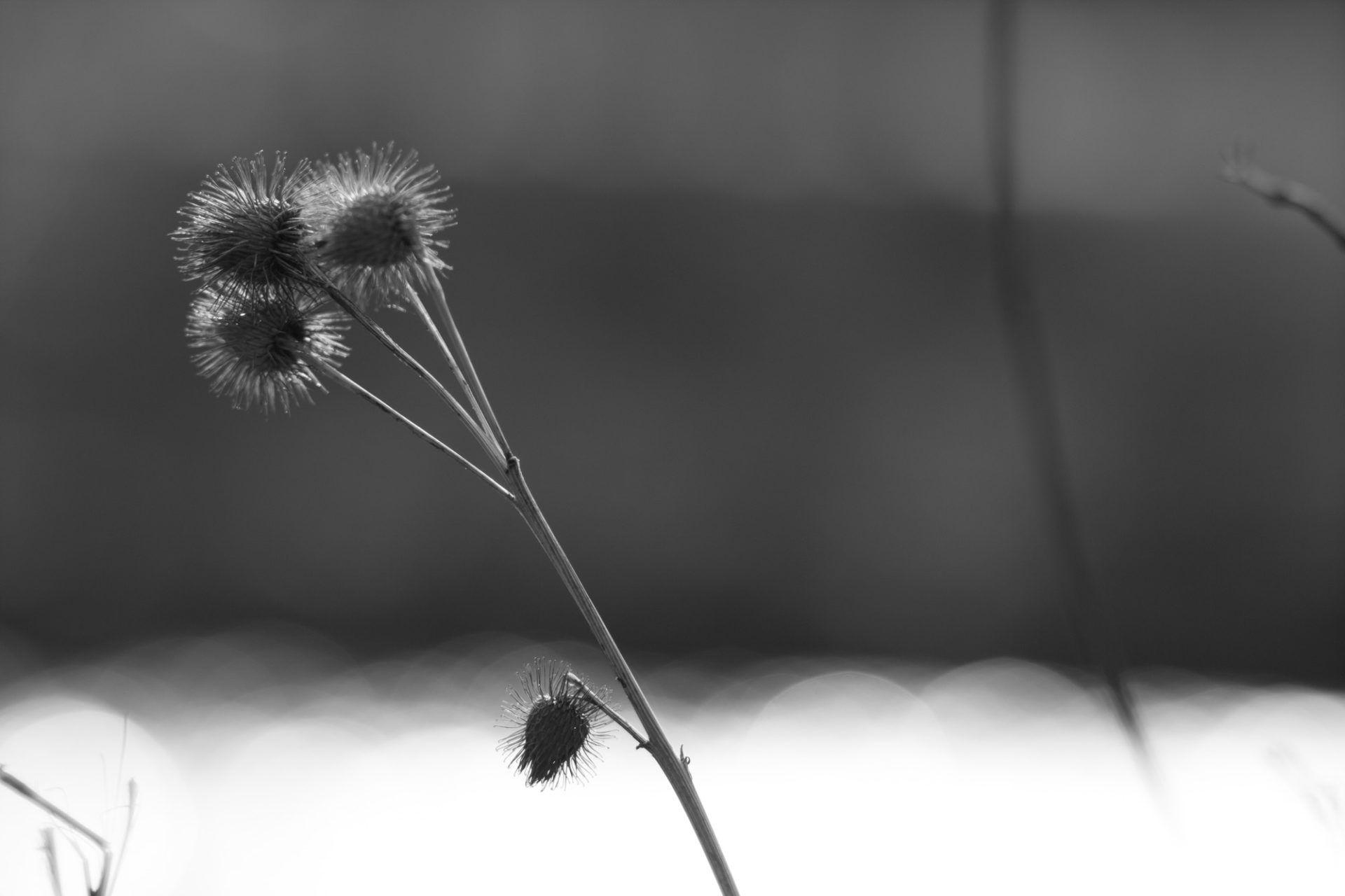 Fotografin - Daniela Hürlimann - SW kleine Stachelköpfe