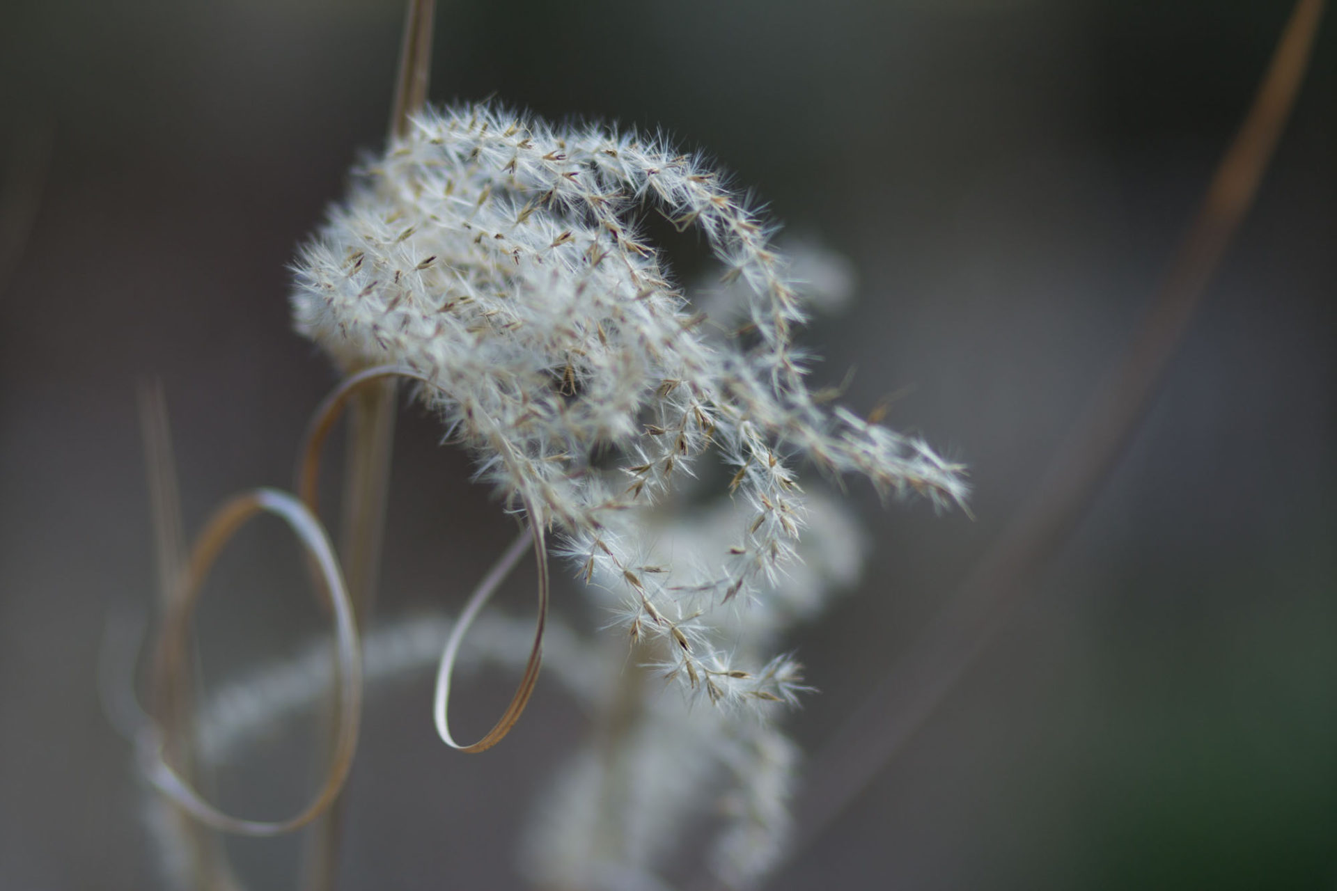 Fotografin - Daniela Hürlimann - Wolliges Pflänzchen