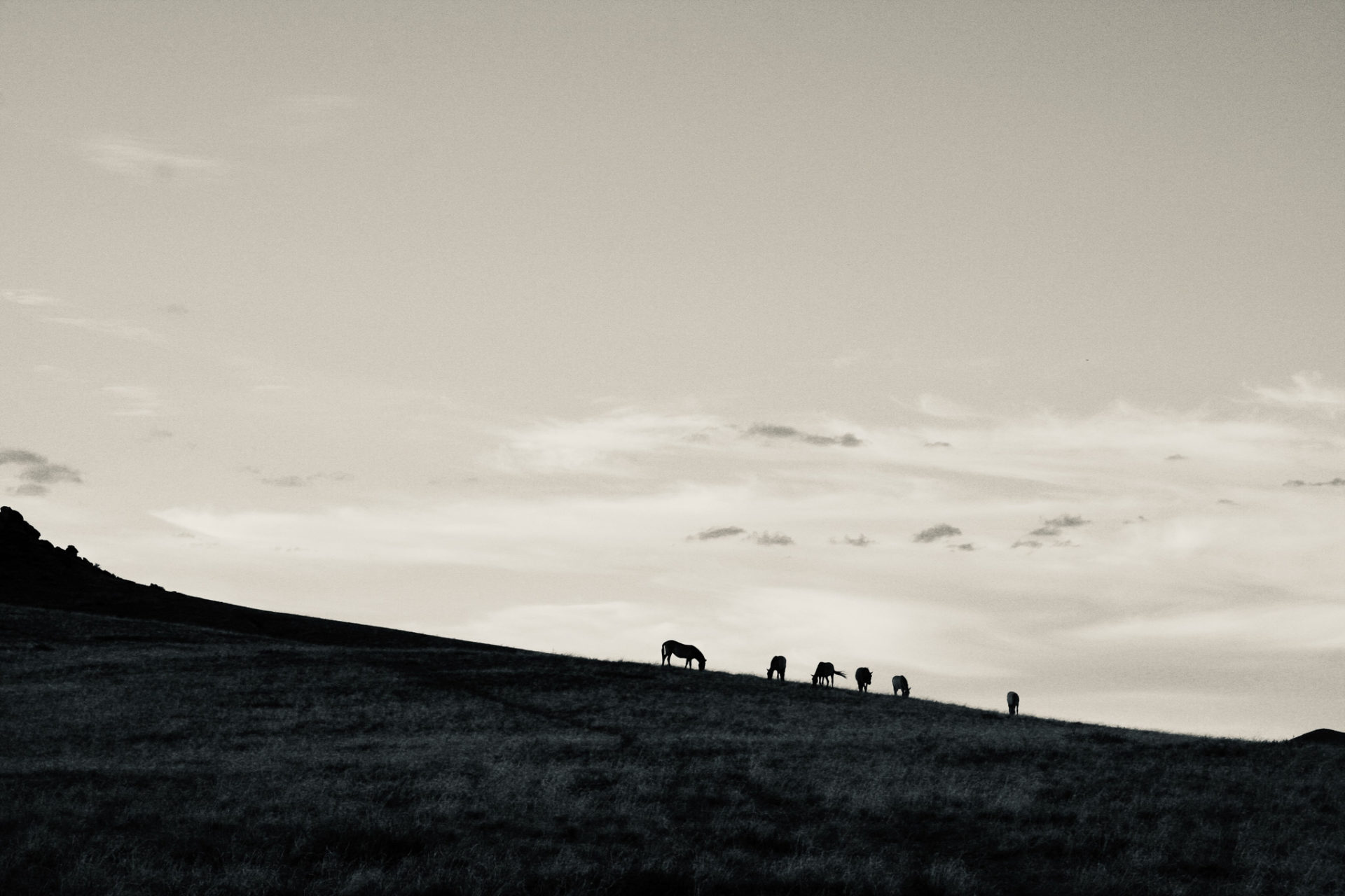 Prejzwalskipferde am Horizont