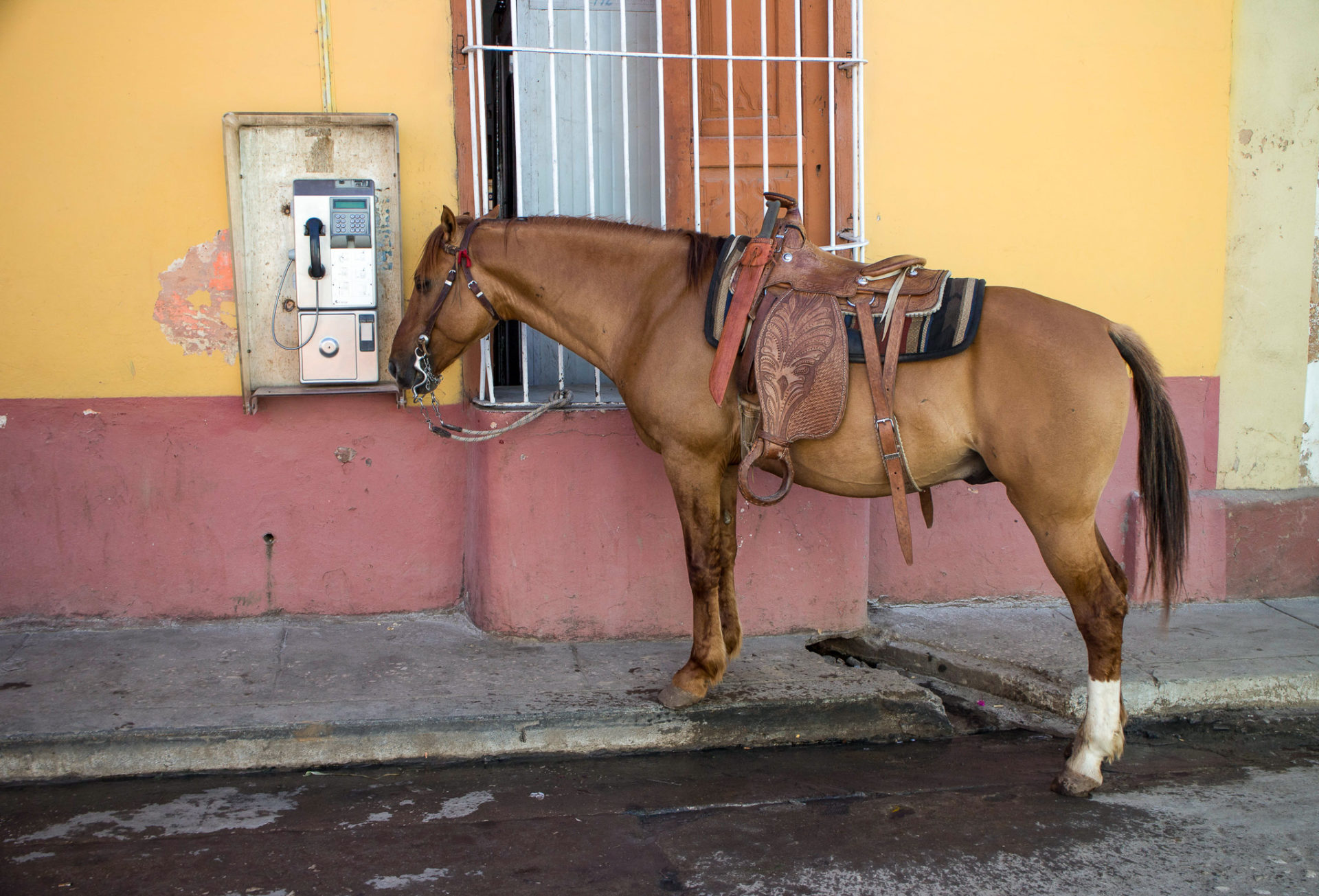 Pferd und Telefon Kuba